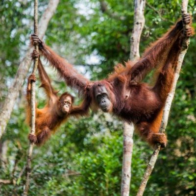 An orange orangutan swinging on a branch in thick jungle 
